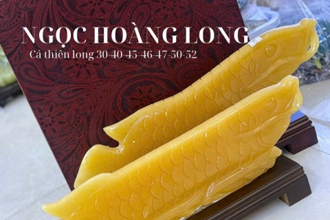 Cá Thiên Long Đá Ngọc Hoàng Long – Biểu Tượng Của Tài Lộc, Quyền Uy Và Thịnh Vượng Vĩnh Cửu