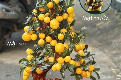 Báo Giá Cây Đào Ngọc Hoàng Long Theo Kích Thước Và Kiểu Dáng