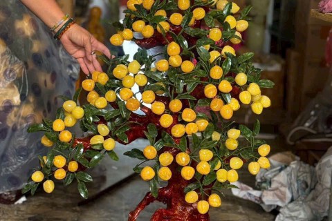 Top Mẫu Cây Đào Ngọc Hoàng Long Đẹp Dành Cho Người Chơi Đá