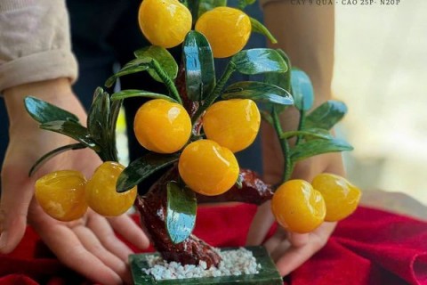 CÂY ĐÀO NGỌC HOÀNG LONG HAY CÒN  GỌI LÀ CÂY PHÁT TÀI CÓ Ý NGHĨA GÌ TRONG PHONG THUỶ 